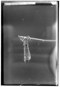 The terrible plague of locusts in Palestine, March-June 1915. Exercising the wings LOC matpc.00147