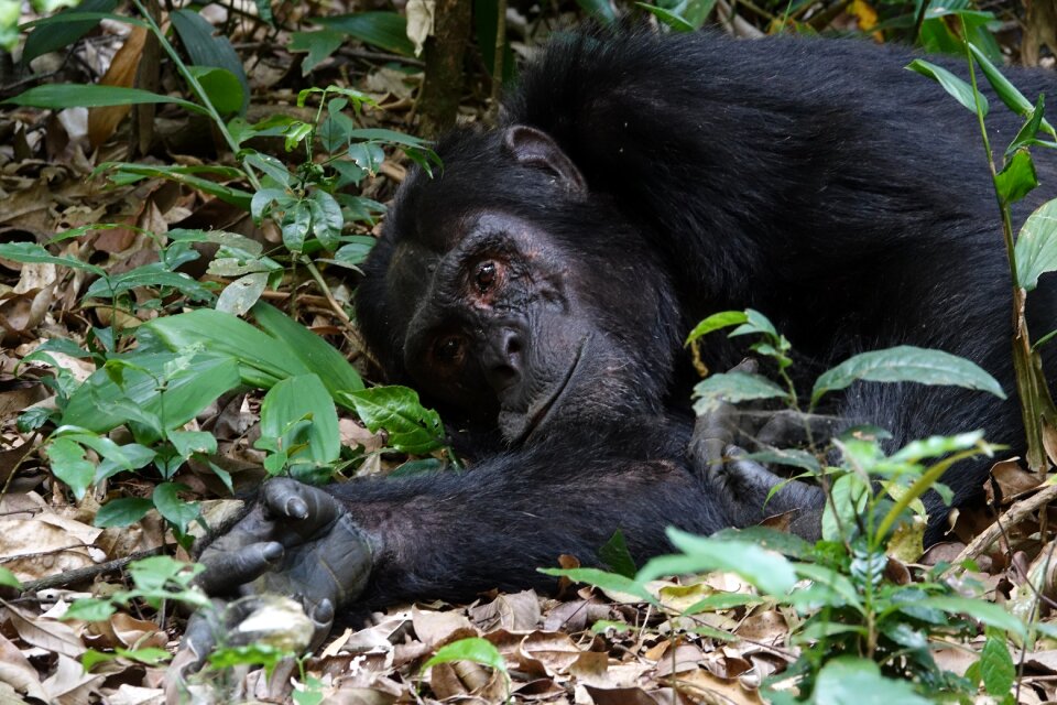 Primate nature chimpanzee
