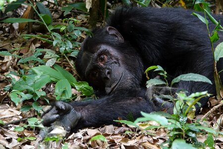 Primate nature chimpanzee photo