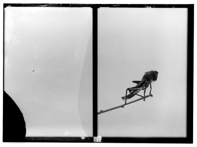 The terrible plague of locusts in Palestine, March-June 1915. Stripping off the nymph skin. LOC matpc.01917