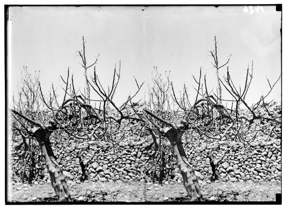 The terrible plague of locusts in Palestine, March-June 1915. Detailed view of the barked fig tree. LOC matpc.01904