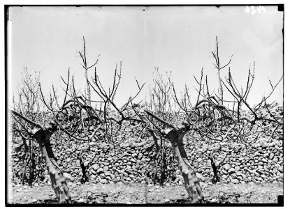 The terrible plague of locusts in Palestine, March-June 1915. Detailed view of the barked fig tree. LOC matpc.01904