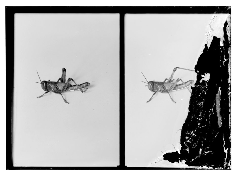 The terrible plague of locusts in Palestine, March-June 1915. The crawling locust, most destructive stage of life LOC matpc.11435