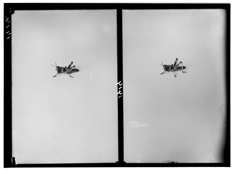 The terrible plague of locusts in Palestine, March-June 1915. Locusts after the second moulting. LOC matpc.01894