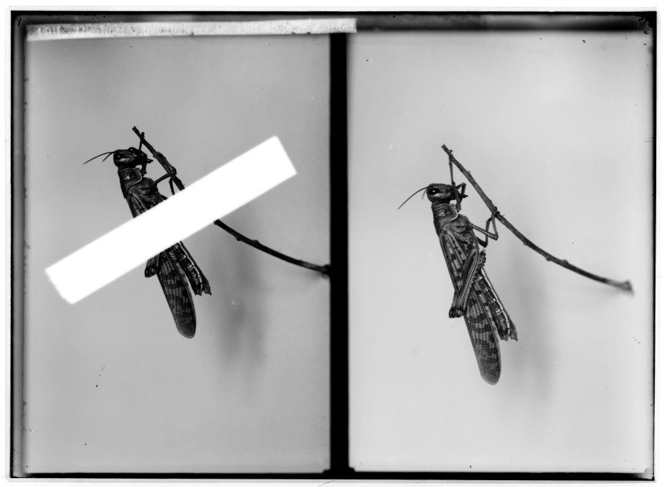 The terrible plague of locusts in Palestine, March-June 1915. The imago; the hoppers are still carefully guarded. LOC matpc.01929
