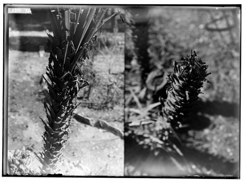 The terrible plague of locusts in Palestine, March-June 1915. Locusts devouring the hard palm leaves; (Another view of locusts devouring the hard palm leaves). LOC matpc.01892