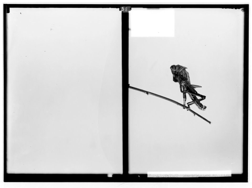 The terrible plague of locusts in Palestine, March-June 1915. Further progress in moulting. LOC matpc.01918