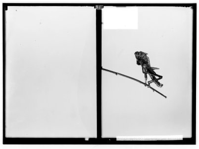 The terrible plague of locusts in Palestine, March-June 1915. Further progress in moulting. LOC matpc.01918