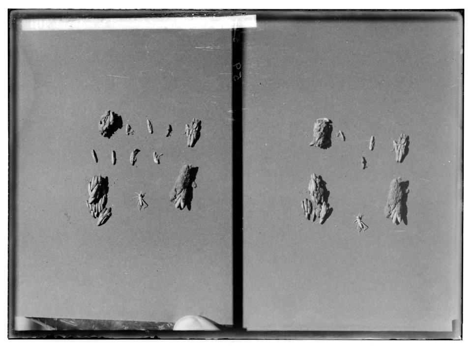 The terrible plague of locusts in Palestine, March-June 1915. Cartridges of eggs and young locusts just hatched. LOC matpc.01893