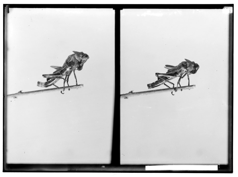 The terrible plague of locusts in Palestine, March-June 1915. Break in the nymph skin. LOC matpc.01916