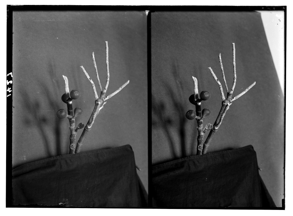 The terrible plague of locusts in Palestine, March-June 1915. Two weeks later; newly sprouted leaves. LOC matpc.01905