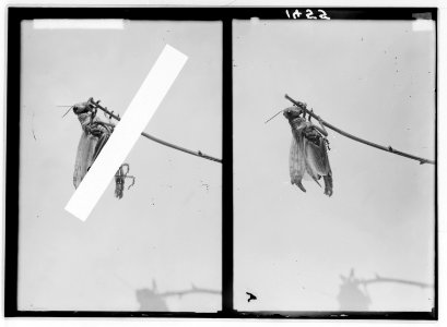 The terrible plague of locusts in Palestine, March-June 1915. Wings in process of unfolding. LOC matpc.01925