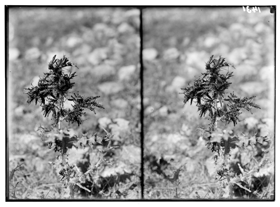 The terrible plague of locusts in Palestine, March-June 1915. Locusts devouring a thistle (Scolymus Hispanicus). LOC matpc.01909