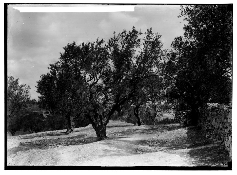 The terrible plague of locusts in Palestine, March-June 1915. Olive grove with new leaves after two months. LOC matpc.01931