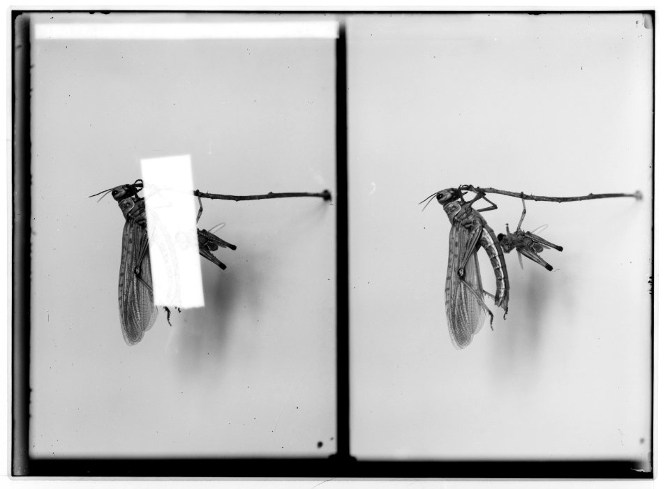 The terrible plague of locusts in Palestine, March-June 1915. Combing out wings with the hind legs. LOC matpc.01926