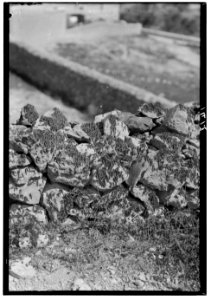 The terrible plague of locusts in Palestine, March-June 1915. Locusts in larval stage, crossing a wall (Joel 2-7) LOC matpc.00135