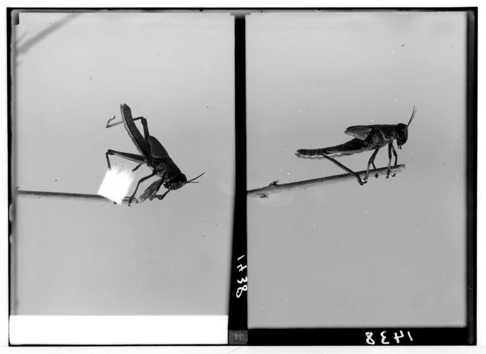 The terrible plague of locusts in Palestine, March-June 1915. First symptom of time for moulting. LOC matpc.01914