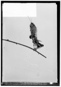 The terrible plague of locusts in Palestine, March-June 1915. The antennae disengaged LOC matpc.00143