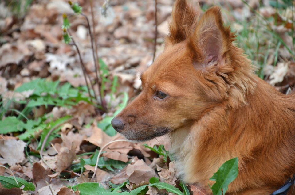 Dog animal home