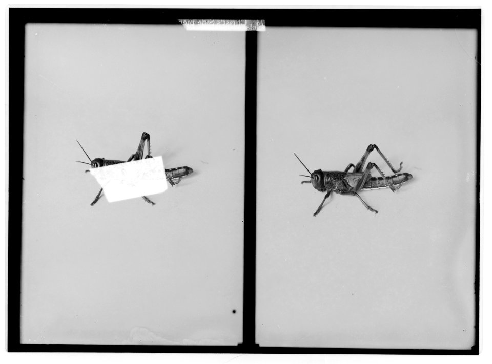The terrible plague of locusts in Palestine, March-June 1915. The crawling locust, most destructive stage of life. LOC matpc.01895