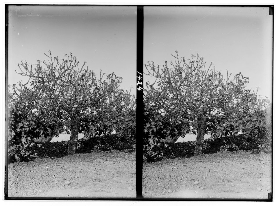 The terrible plague of locusts in Palestine, March-June 1915. Locusts denuding a fig tree. LOC matpc.01902