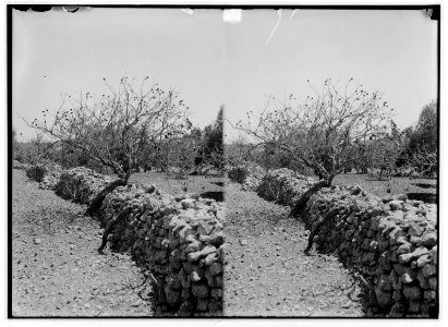 The terrible plague of locusts in Palestine, March-June 1915. Quince tree stripped bare. LOC matpc.01906