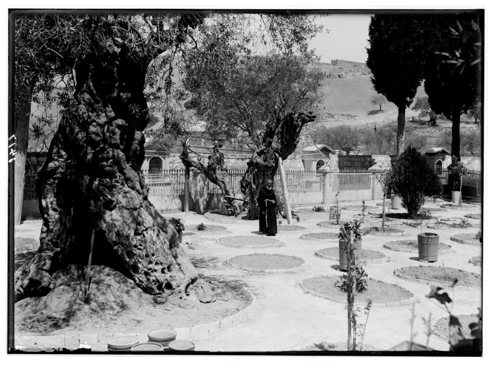 The terrible plague of locusts in Palestine, March-June 1915. The same garden (Garden of Gethsemane) after a visitation by the locusts. LOC matpc.01896