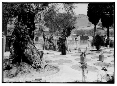 The terrible plague of locusts in Palestine, March-June 1915. The same garden (Garden of Gethsemane) after a visitation by the locusts. LOC matpc.01896