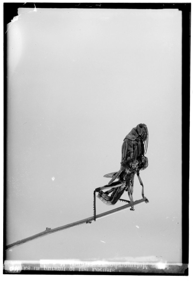 The terrible plague of locusts in Palestine, March-June 1915. Metamorphosis continued LOC matpc.00141