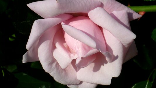 Bloom pink popular