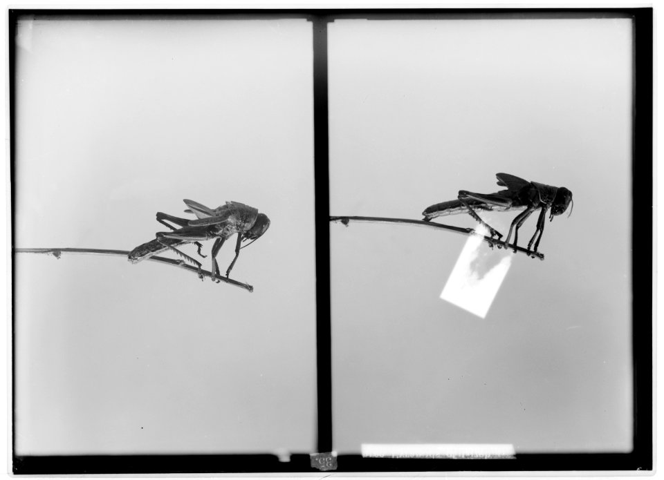 The terrible plague of locusts in Palestine, March-June 1915. The final sixth moulting commencing. LOC matpc.01915