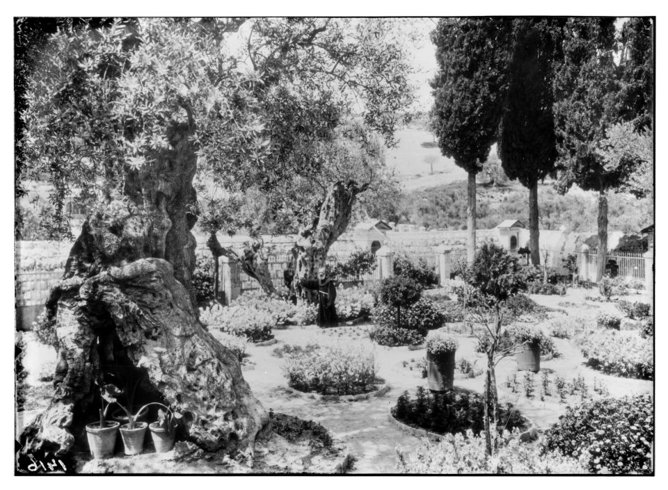 The terrible plague of locusts in Palestine, March-June, 1915. Garden of Gethsemane LOC matpc.14429