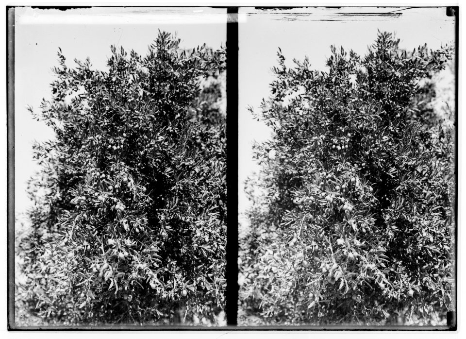 The terrible plague of locusts in Palestine, March-June 1915. Olive tree bearing olives one year after locust visit. LOC matpc.01932