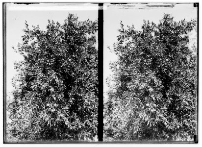 The terrible plague of locusts in Palestine, March-June 1915. Olive tree bearing olives one year after locust visit. LOC matpc.01932