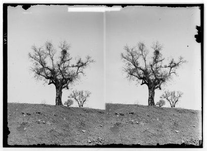 The terrible plague of locusts in Palestine, March-June 1915. Olive tree after; not a green leaf save the mistletoe. LOC matpc.01900