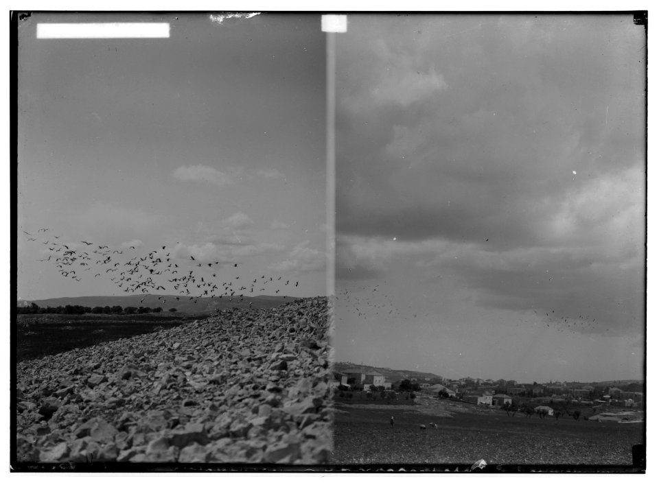 The terrible plague of locusts in Palestine, March-June 1915. Storks in pursuit of the locusts; (Another view of storks in pursuit of locusts). LOC matpc.01890