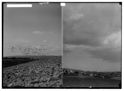 The terrible plague of locusts in Palestine, March-June 1915. Storks in pursuit of the locusts; (Another view of storks in pursuit of locusts). LOC matpc.01890