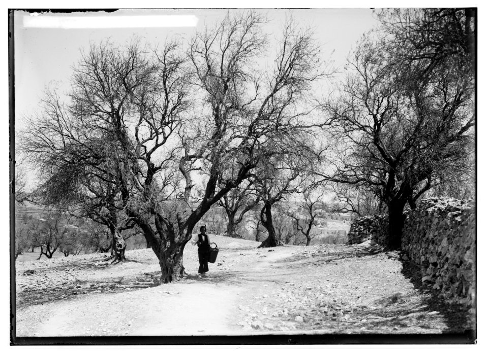 The terrible plague of locusts in Palestine, March-June 1915. Unusual sight; olive grove stripped of all leaves. LOC matpc.01898