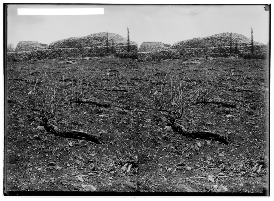The terrible plague of locusts in Palestine, March-June 1915. Stripped vineyard. LOC matpc.01908
