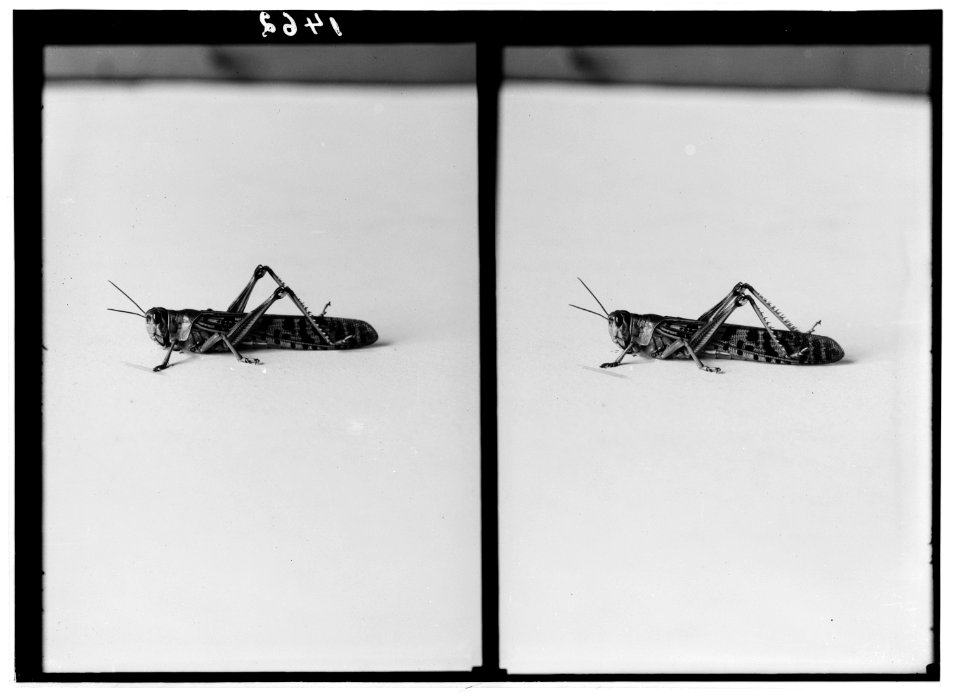 The terrible plague of locusts in Palestine, March-June 1915. The complete locust. LOC matpc.01930