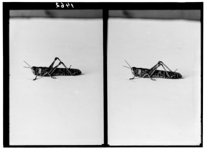 The terrible plague of locusts in Palestine, March-June 1915. The complete locust. LOC matpc.01930