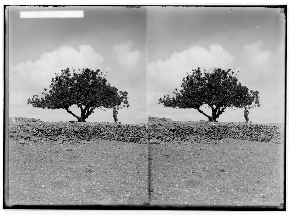 The terrible plague of locusts in Palestine, March-June 1915. Typical fig tree. LOC matpc.01901