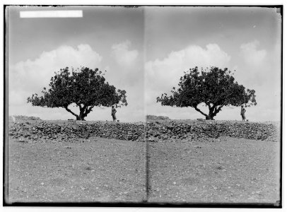 The terrible plague of locusts in Palestine, March-June 1915. Typical fig tree. LOC matpc.01901