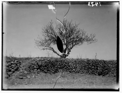The terrible plague of locusts in Palestine, March-June 1915. The same tree after the visit of locusts LOC matpc.00137