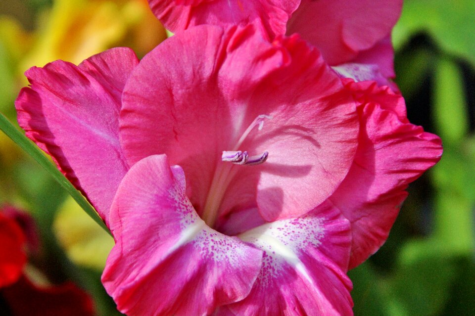 Sword flower blossom bloom
