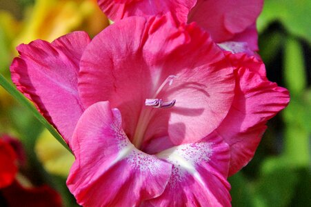 Sword flower blossom bloom photo