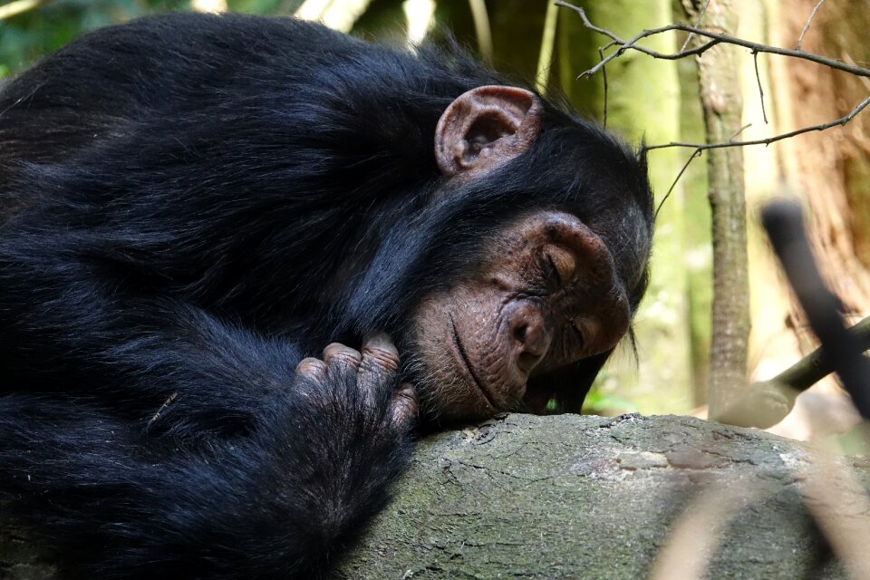 Monkey animal chimpanzee photo