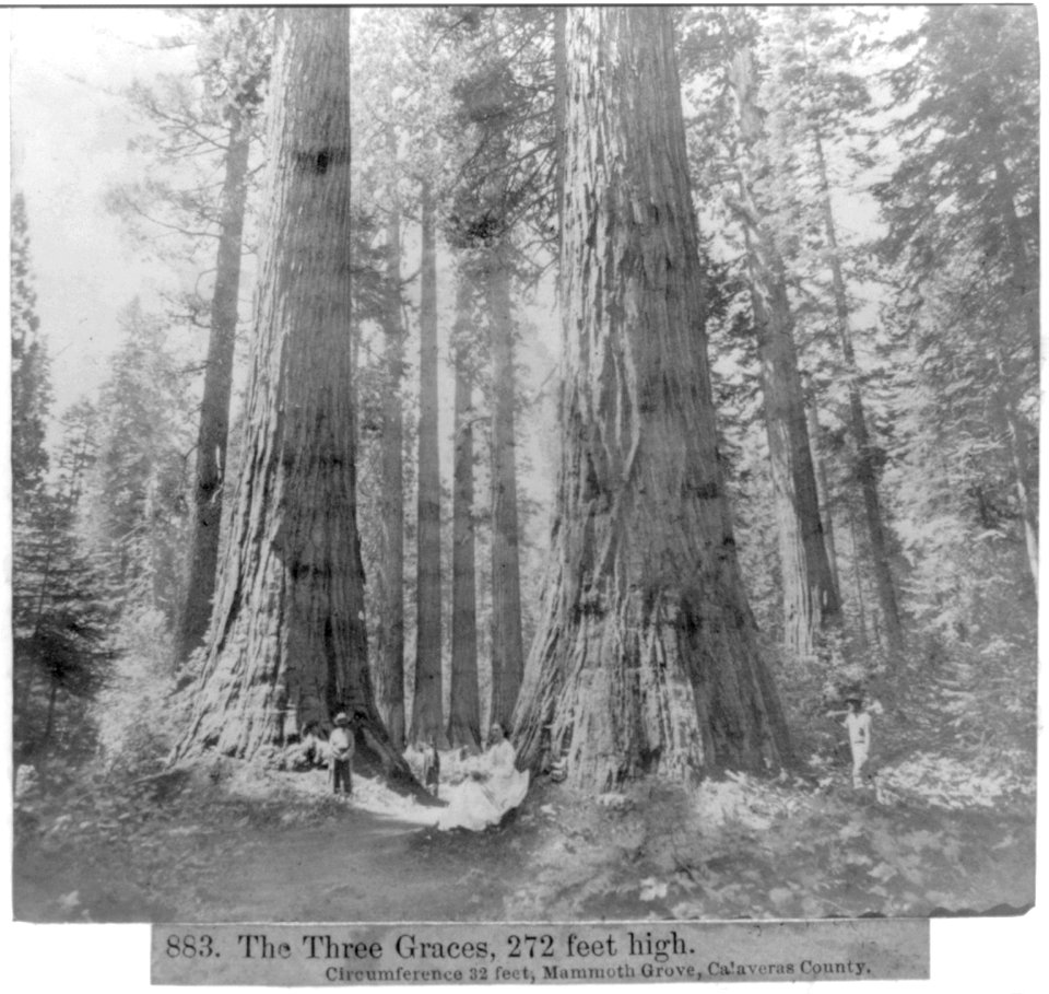 The Three Graces, 272 feet high, circumference 32 feet, Mammoth Grove, Calaveras County LCCN2002723086