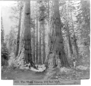 The Three Graces, 272 feet high, circumference 32 feet, Mammoth Grove, Calaveras County LCCN2002723086