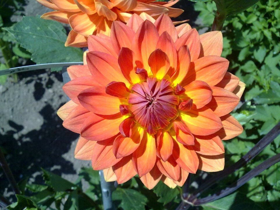 Bloom autumn garden